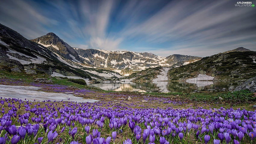 lila, Krokusse, Berge, See, Frühling, Frühlingssee HD-Hintergrundbild