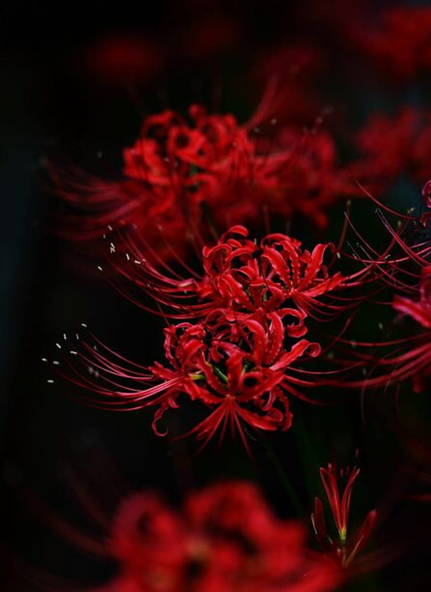 58 o Red Spider Lily, lycoris radiata Tapeta na telefon HD