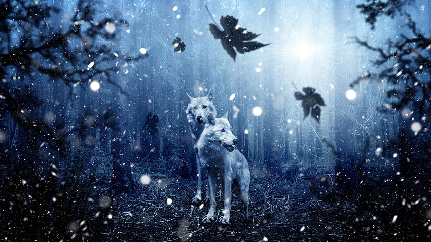 Winter Wolves Chromebook, winter wolf HD wallpaper