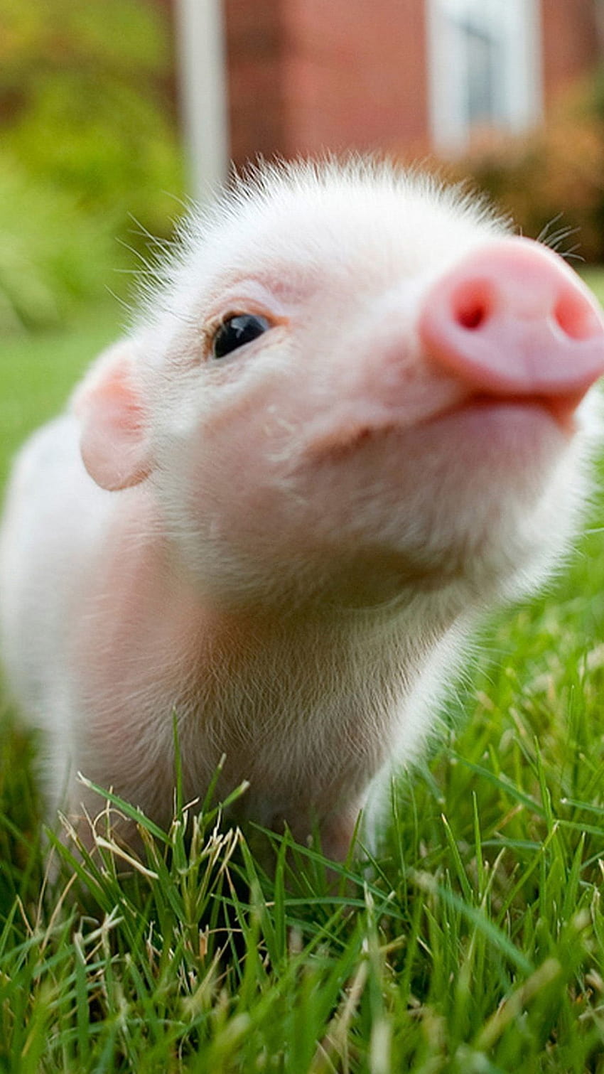 Pig iPhone, pigs cute HD phone wallpaper