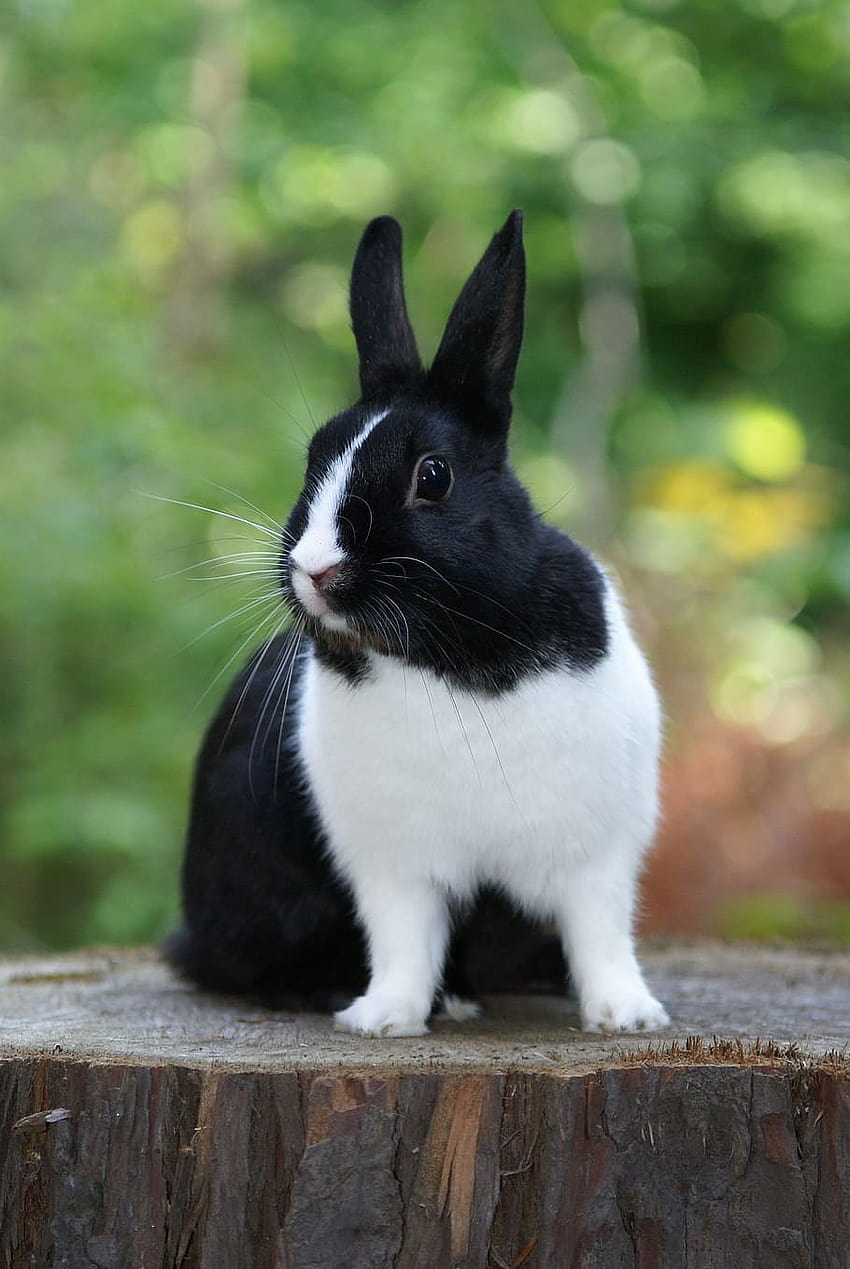 토끼 , 플러스 쇼 토끼와 많은 토끼, 네덜란드 드워프 토끼 참조 HD 전화 배경 화면
