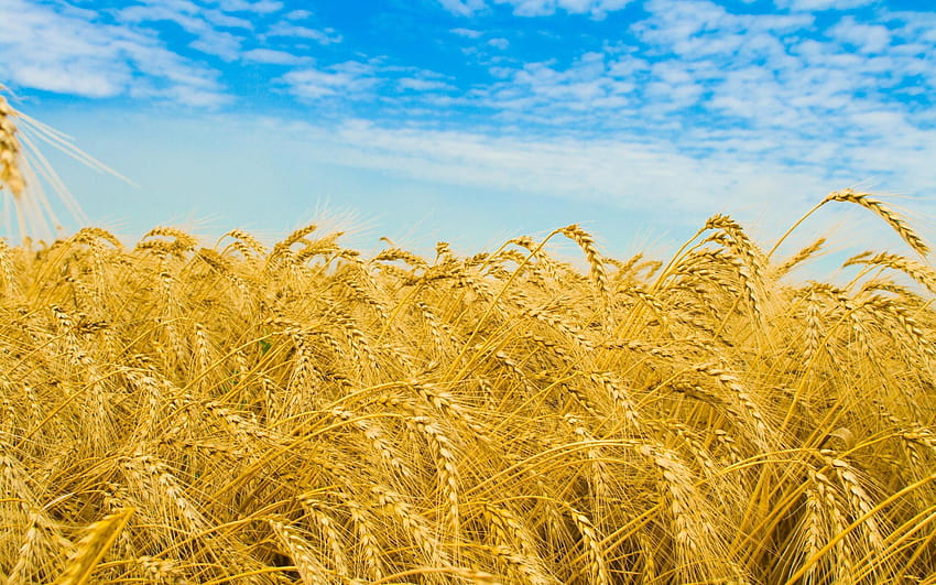 2560x1600 rye, ears, field, golden, sky, agriculture HD wallpaper
