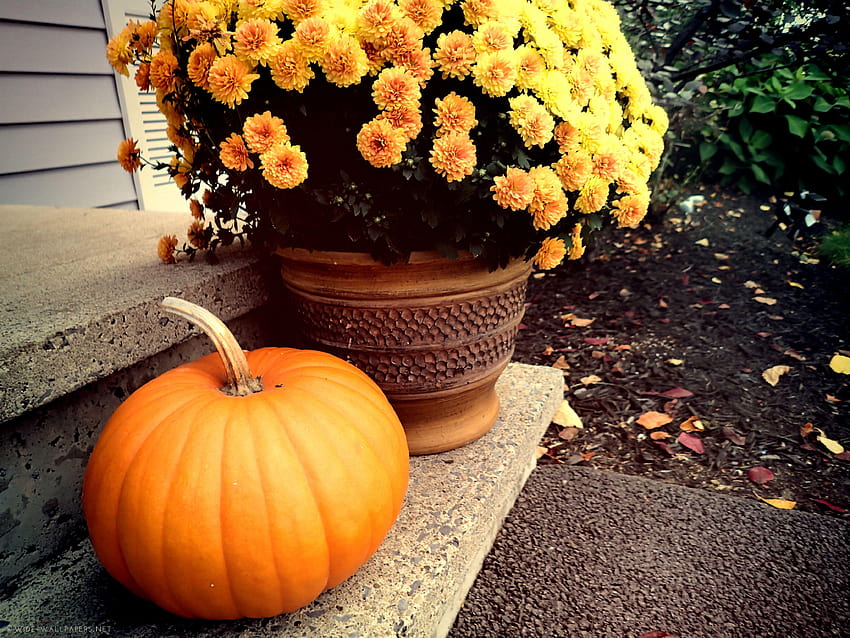 Fall Yellow Mums and Pumpkin on the Porch HD wallpaper