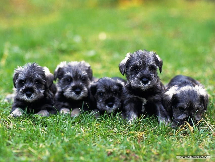 DOGS AND CATS BREED: Miniature Schnauzer Dogs and Cats HD wallpaper