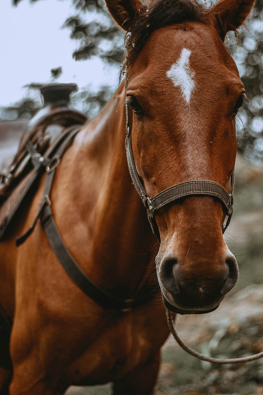 Cute horse wallpapers comment if you want a part 2fyp fypシ    104K Views  TikTok