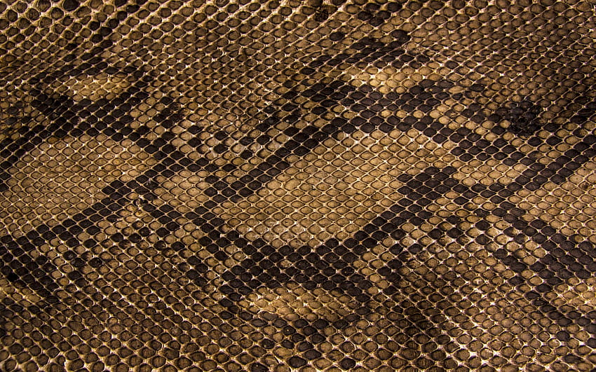 Snake Skin, snakeskin HD wallpaper
