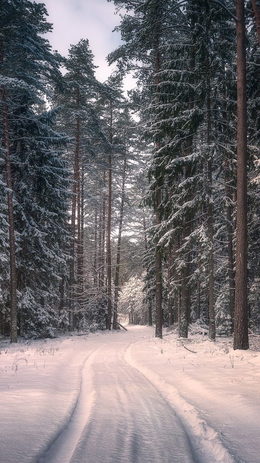Knyszyn Forest Landscape Park, Poland, trees, snow, winter, spring poland HD phone wallpaper