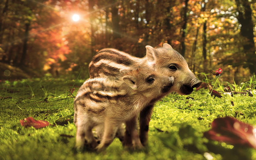 babi hutan, babi hutan, hutan, margasatwa, liar, babi hutan Wallpaper HD