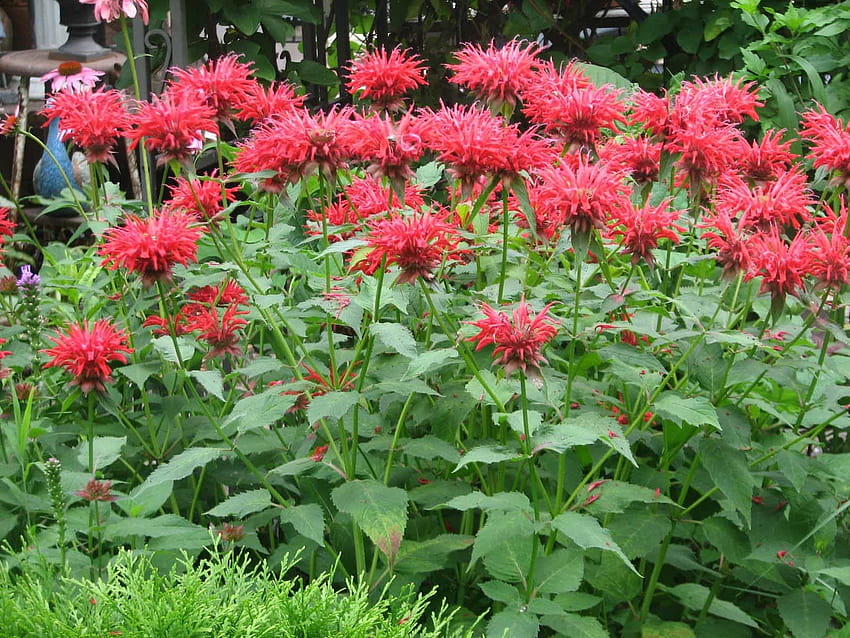 Red Bee Balm Plants In The Garden บาล์มผึ้งดอกไม้ วอลล์เปเปอร์ HD