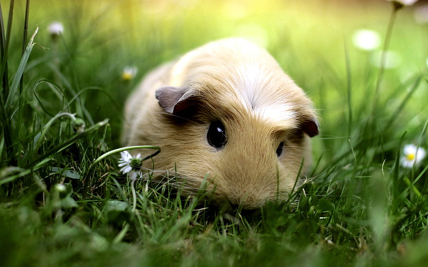Cute Baby Pigs 11121 in Animals cicom [1680x1050] for your , Mobile & Tablet, baby guinea pigs HD wallpaper