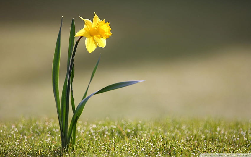 Daffodil, narcissus HD wallpaper