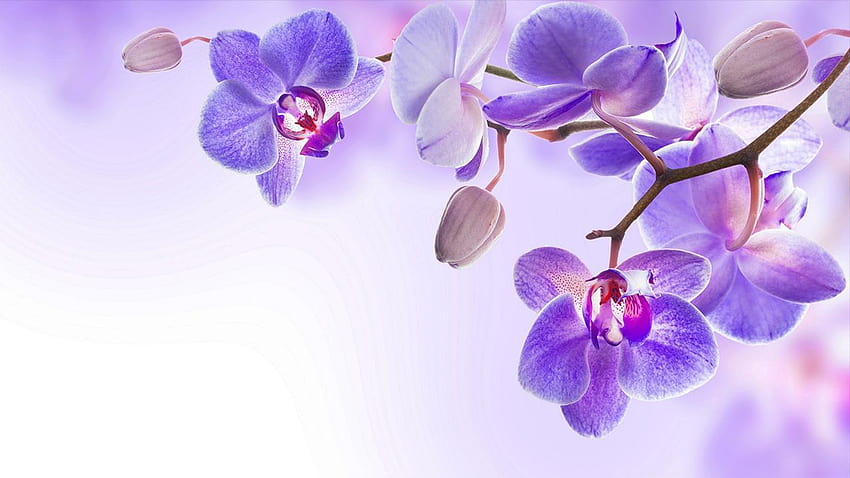 orchidee HD wallpaper