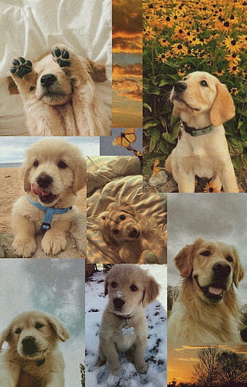 Aesthetic Dog Collage  Cute puppy wallpaper Dog wallpaper Puppy wallpaper
