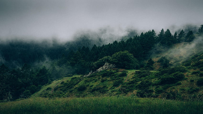 Floresta, névoa, colinas, neblina, natureza, floresta enevoada papel de parede HD