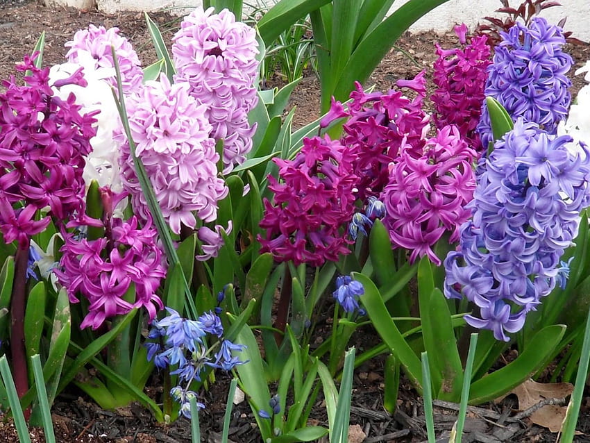Hyacinthus 구근 향기로운 꽃 식물 가족, 보라색 hyacinths 꽃 HD 월페이퍼