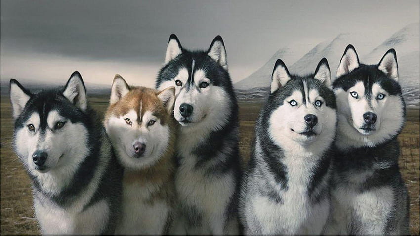 50 Husky siberiano, cão husky siberiano papel de parede HD