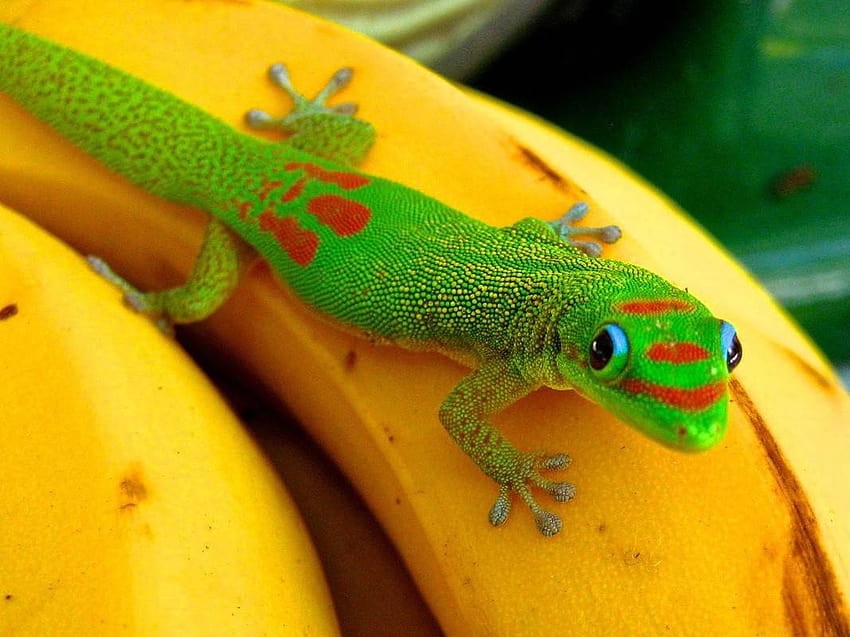 Gecko diurno en polvo de oro a la venta tortuga... afari, gecko bebé fondo de pantalla