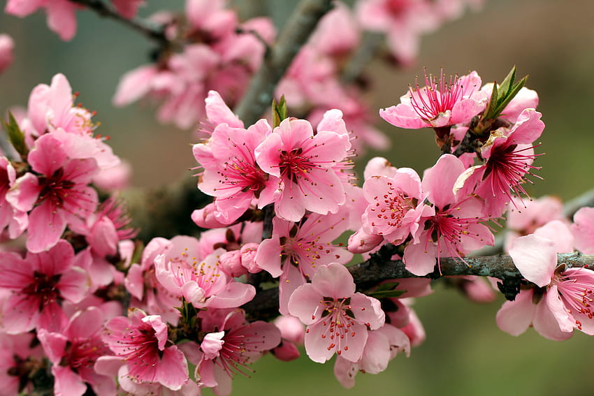 Apfelbaum hell frühlingsrosa Blumen Blütenblätter Blüten zarte, blühende Bäume HD-Hintergrundbild