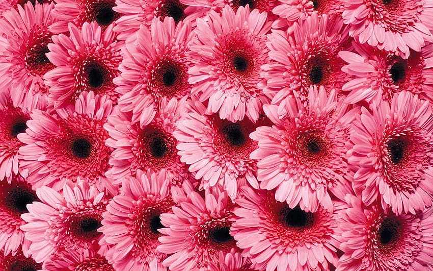Pink Gerbera Daisy Flower HD wallpaper
