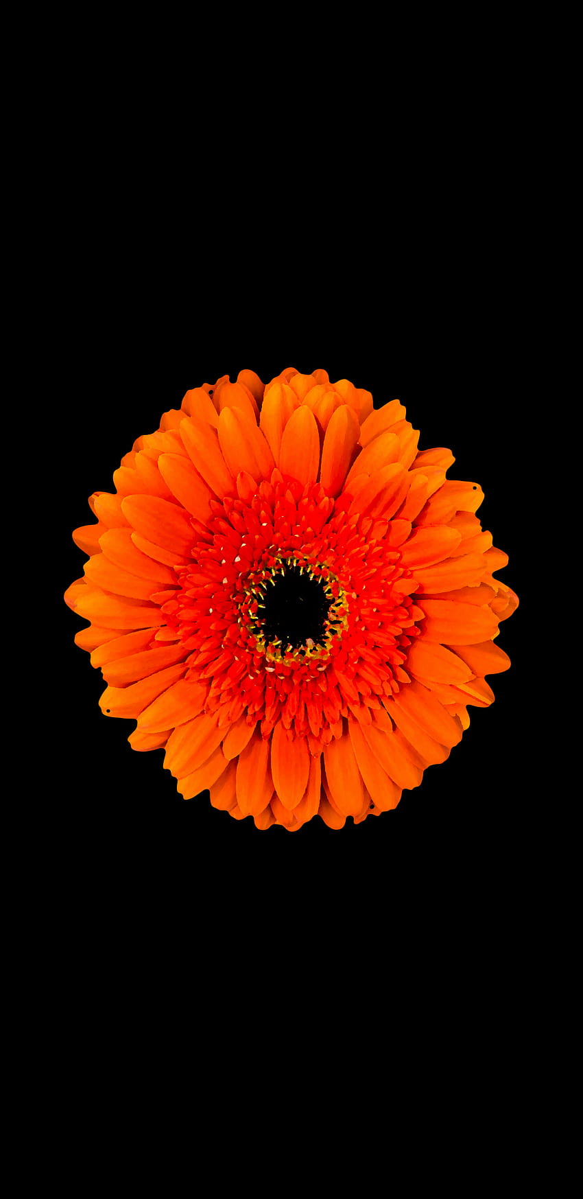 super AMOLED for android, amoled flower android HD phone wallpaper