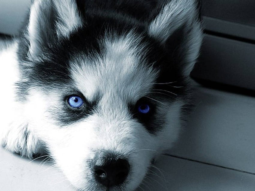 Wolf Puppy Blue Eyes, blaue Wolfsaugen HD-Hintergrundbild