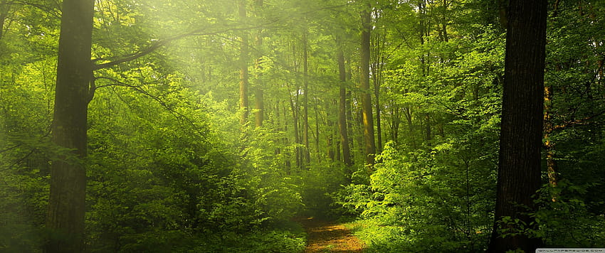 Güzel Doğa, Yeşil Orman U TV için Ultra Arka Planlar: Geniş Ekran ve UltraWide ve Dizüstü Bilgisayar: Çoklu Ekran, Çift Monitör: Tablet: Akıllı Telefon, ultra geniş orman HD duvar kağıdı