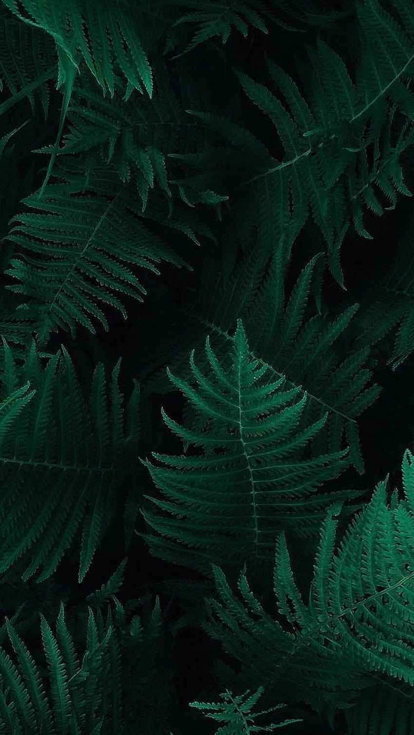 iPhone6papers, green fern leaf HD phone wallpaper