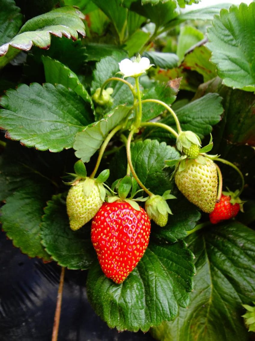 34 Best Fruit Picking Farms in Georgia HD phone wallpaper