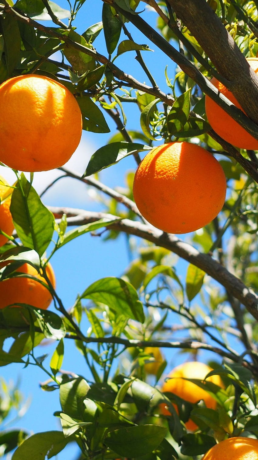 3840x2400 pomarańcze owoce drzewo pomarańczy cytrusy [3840x2400] na Twój telefon komórkowy i tablet Tapeta na telefon HD