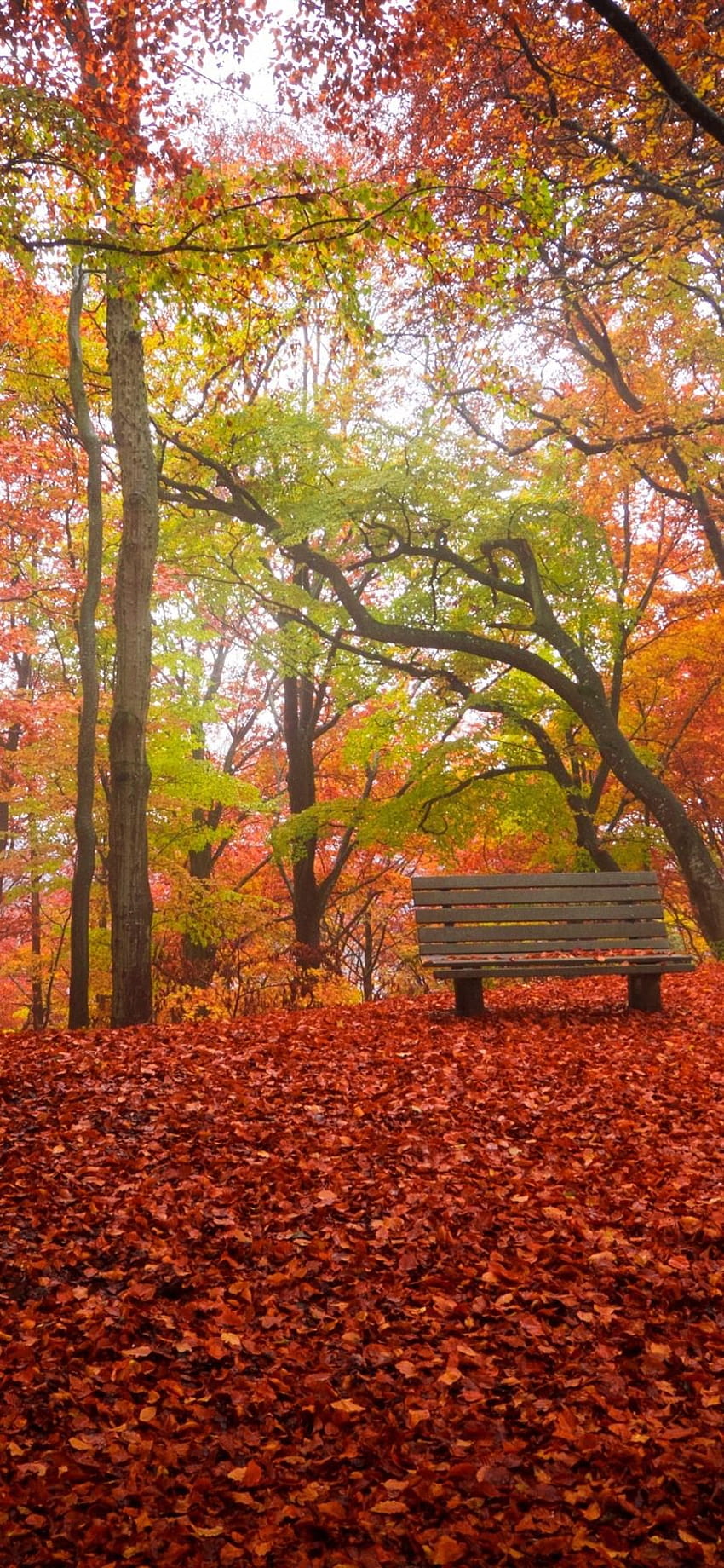 Outono, árvores, folhas vermelhas no chão, banco, parque 1125x2436 iPhone 11 Pro/XS/X, fundo, banco outono Papel de parede de celular HD