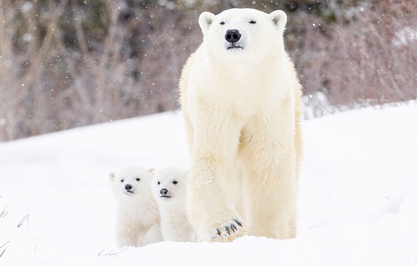 winter, snow, bears, bear, cubs, Polar bears, two of the bear, Polar bears , section животные, polar bear cubs HD wallpaper