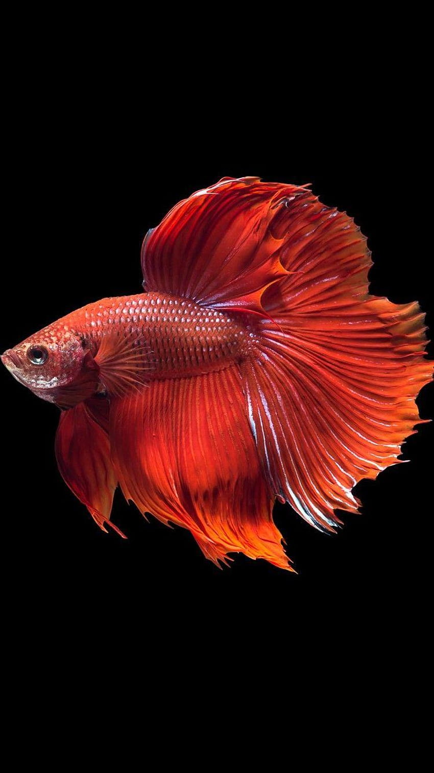 魚の高級美しい大きな赤いアロワナ魚、 HD電話の壁紙