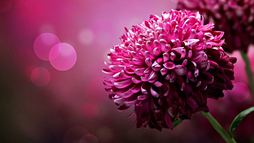 3D, beautiful flowers HD wallpaper | Pxfuel