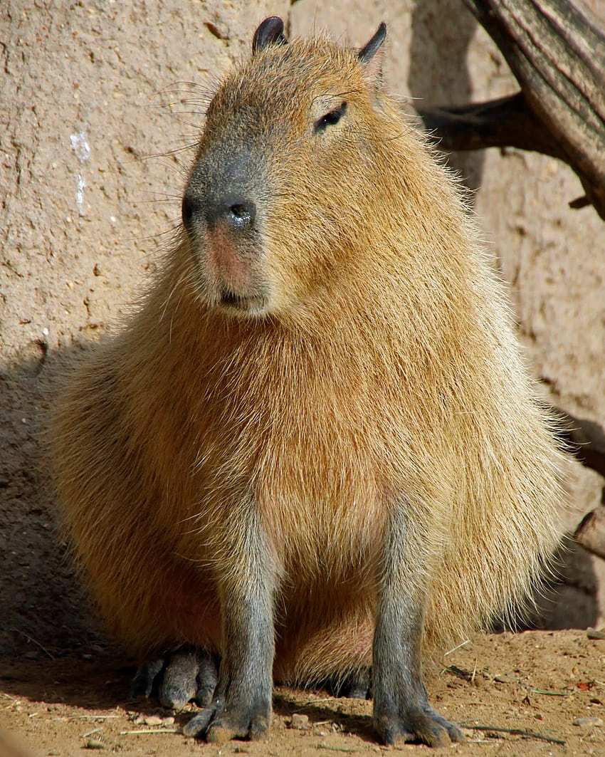 Capybara Hohe Qualität HD-Handy-Hintergrundbild