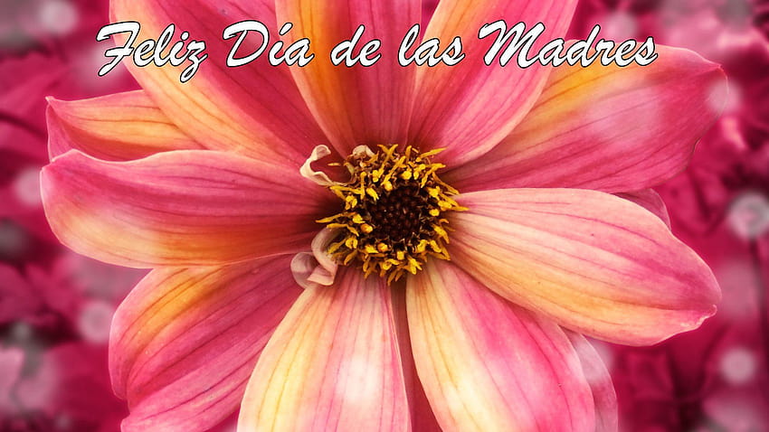 Feliz Día de las Madres 1 1920x1080, feliz dia de la madre HD wallpaper