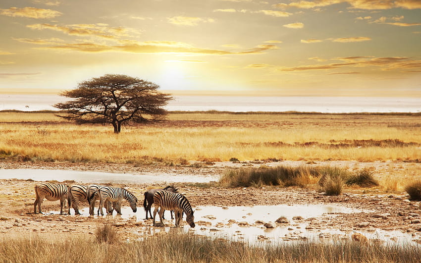 Safari in Namibia Sfondo HD