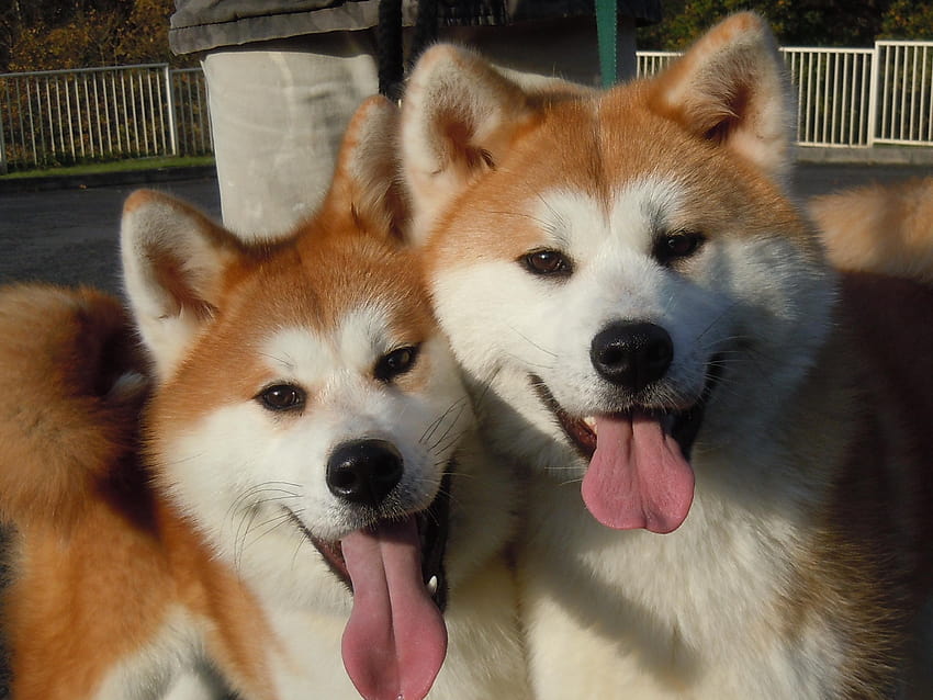 İki sevimli Akita Inu köpeği ve . Güzel İki sevimli HD duvar kağıdı