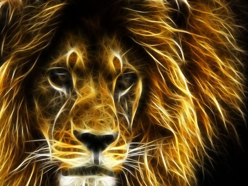 30 Undomesticated Lion, lion wall paper HD wallpaper