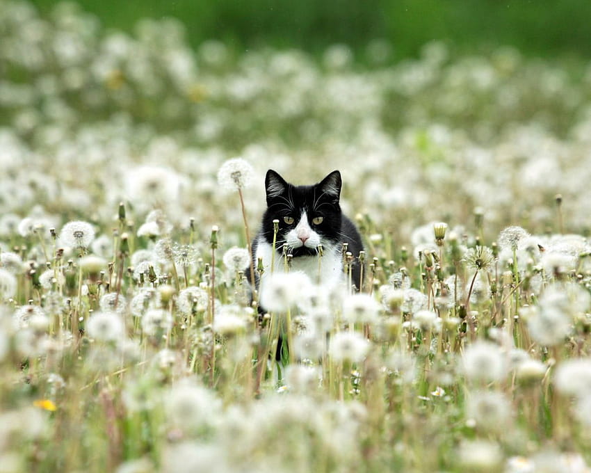 Black and white cat in dandelions 1280x1024, cats spring HD wallpaper