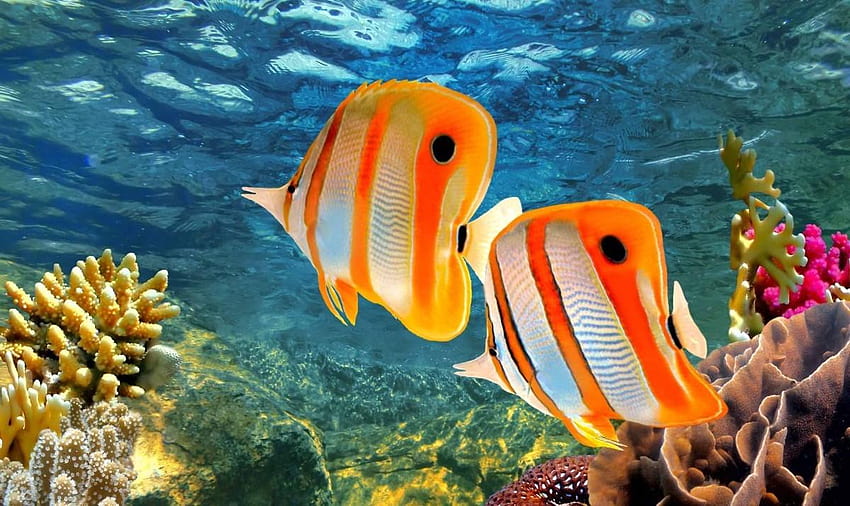 Wielka Rafa Koralowa: Niebo pod wodą, wielki park morski rafy koralowej Tapeta HD