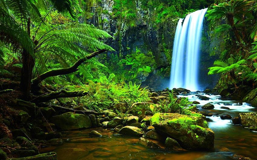 Rainforest Backgrounds, tropical forest computer HD wallpaper