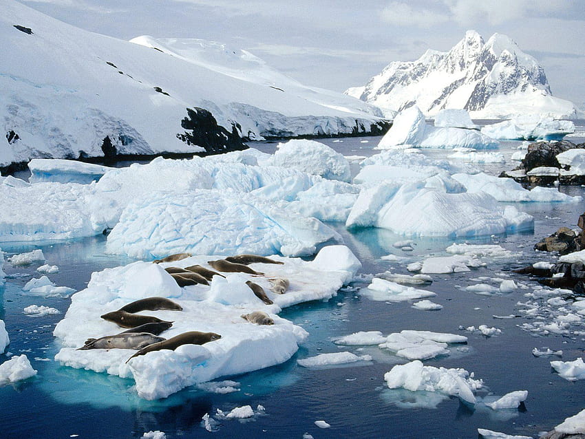 ANTARTICA Peterman Island, paradise bay antarctica HD wallpaper