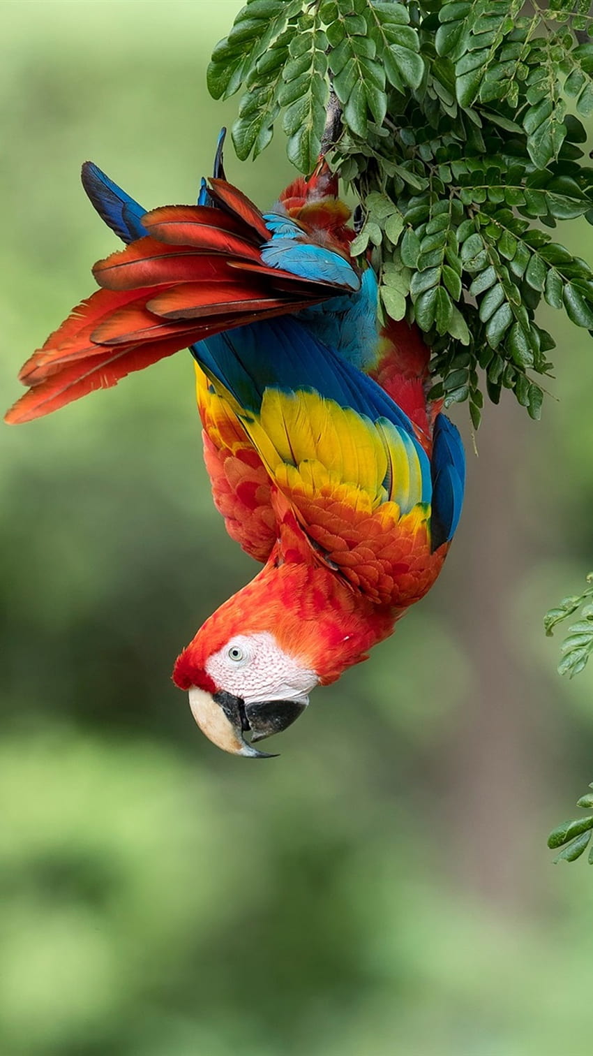 Parrot, macaw, colorful feathers, tree 750x1334 iPhone 8/7/6/6S , background, parrot iphone HD phone wallpaper