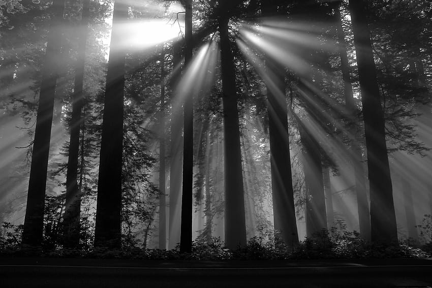 Grafik, Natur, Schwarzwald, Sonnenstrahlen, Dunkelheit, Bäume Sonnenstrahlen Wald HD-Hintergrundbild