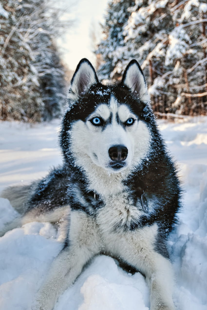 Perro Husky tumbado en la nieve. Husky siberiano blanco y negro con ojos azules en un paseo por el parque de invierno, invierno husky iphone fondo de pantalla del teléfono