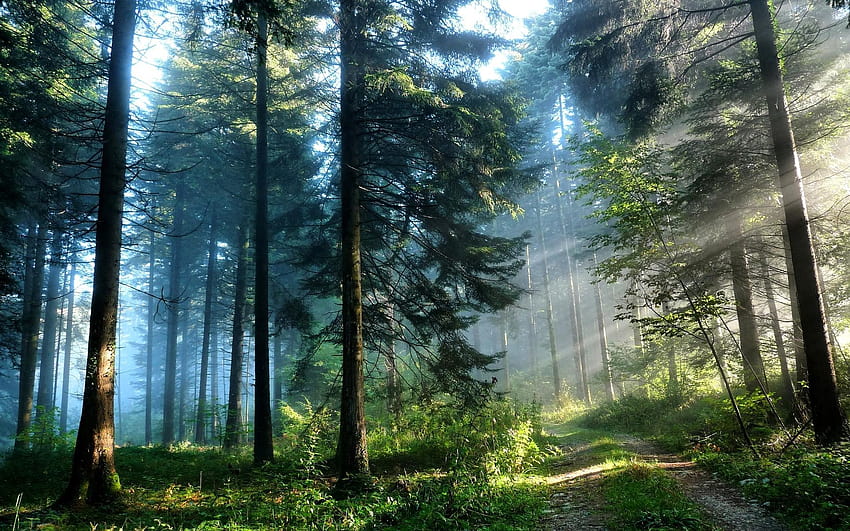 Богове лъчи в гората, в гората HD тапет
