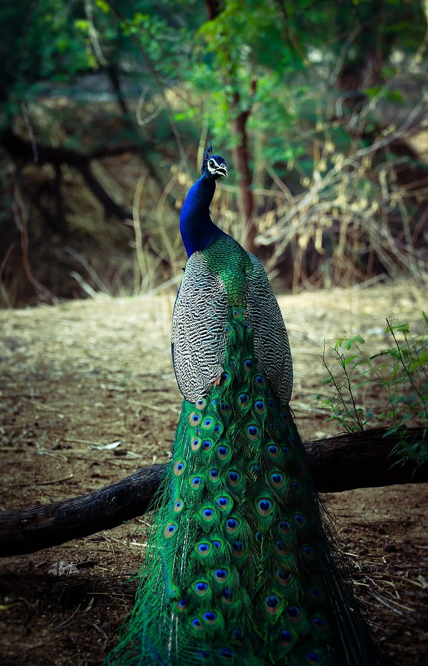 90 Peacock : &, peacock feather android HD phone wallpaper