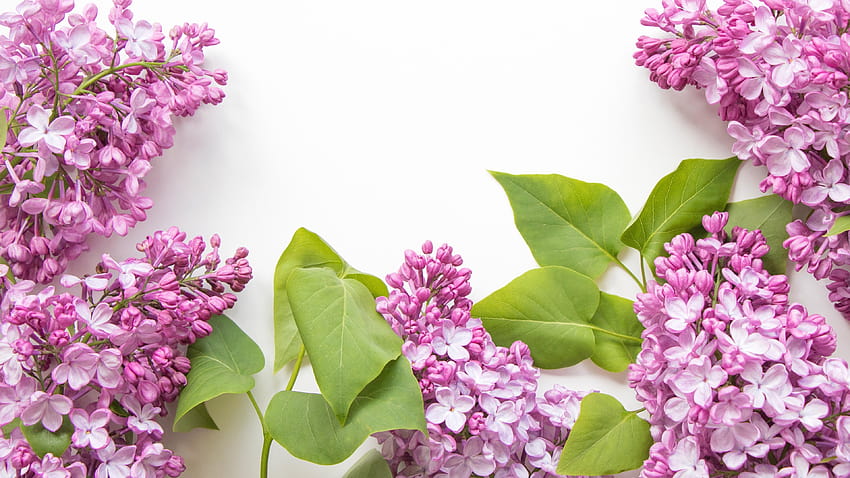 Pink lilac flowers, white backgrounds 3840x2160 U HD wallpaper