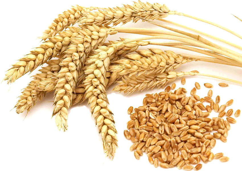 Os 5 melhores grãos de trigo no quadril, grãos papel de parede HD