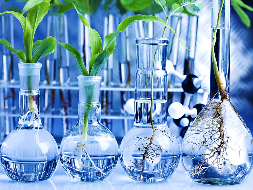 Biotechnologie végétale, sciences de la vie Fond d'écran HD